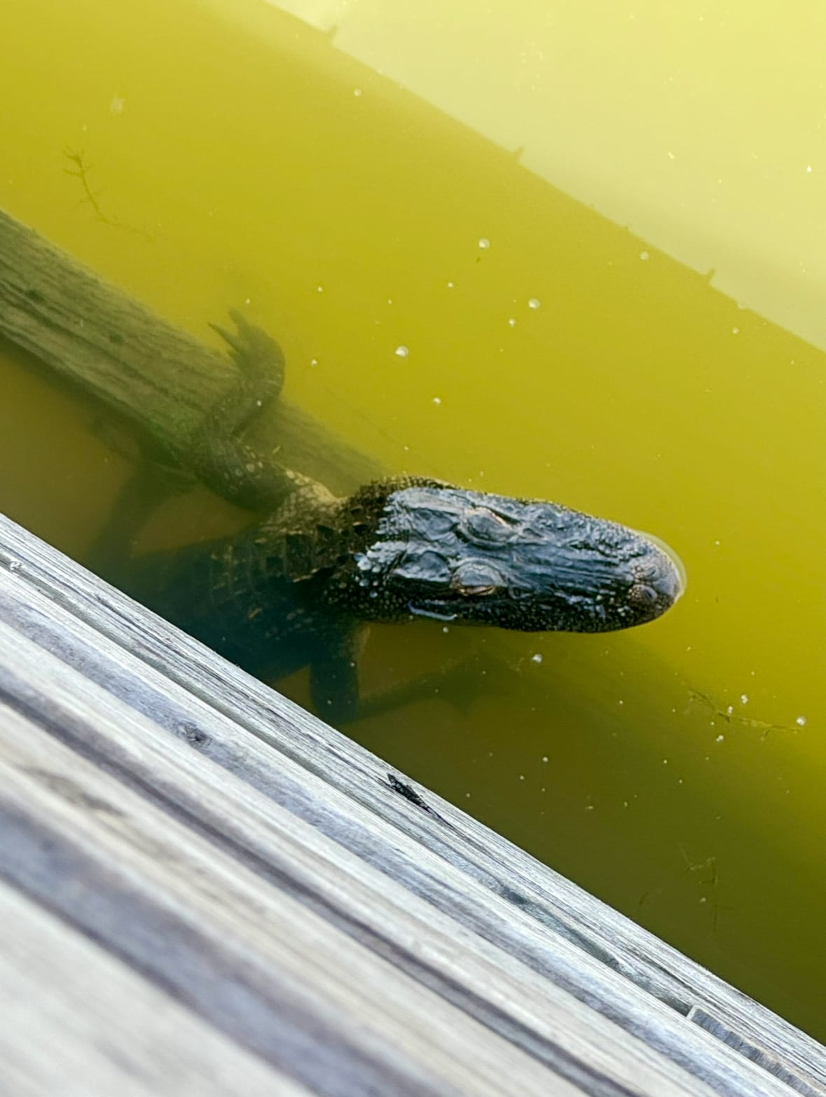A photo of a juvenile alligator in greenish water. The alligator's head is above the water and you can see his front legs and torso resting on a log under the water